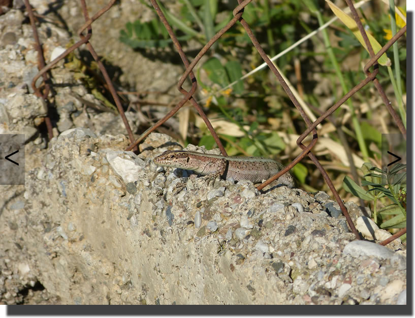 anatololacerta pelasgiana